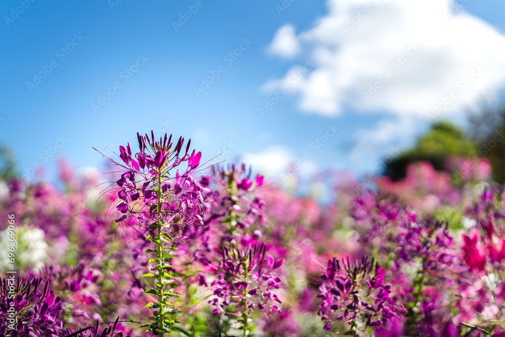 Violet cleome hassleriana or Spinnenblume flower plantation in sunny blue sky day. Close-up and selective focus on the flower branch. Violet cleome hassleriana or Spinnenblume flower plantation in sunny blue sky day. Close-up and selective focus on the flower branch.