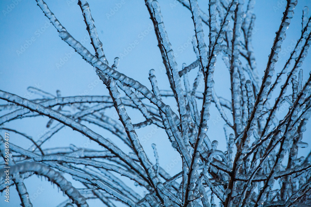 Frosty Spruce Branches.Outdoor frost scene winter background. Beautiful tree Icing in the world of plants and sunrise sky. Frosty , snowy, scenic Frosty Spruce Branches.Outdoor frost scene winter background. Beautiful tree Icing in the world of plants and sunrise sky. Frosty , snowy, scenic