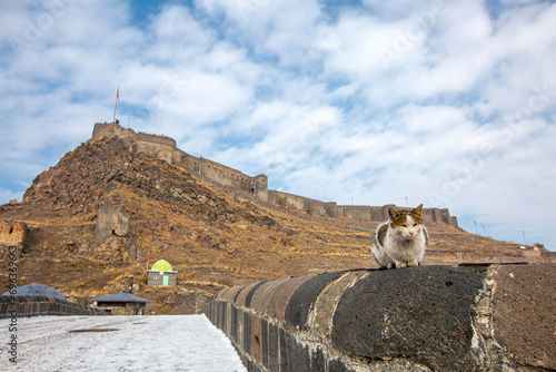 Kars Castle in the back and a cute cat in front photo