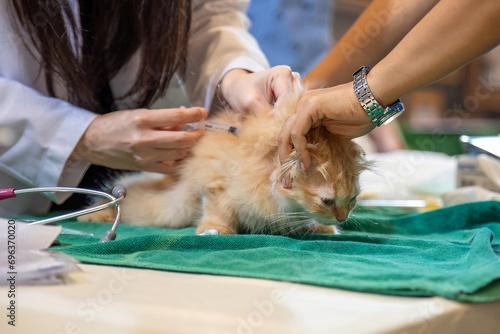 Adorable Kitten Receiving Veterinary Care and Vaccination. The kitten is being injected with medication by the veterinarian for disease treatment.