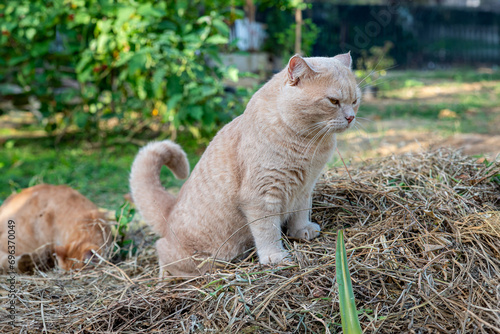 A cat was pooping in the backyard on a haystack. with a serious attitude and funny face. photo