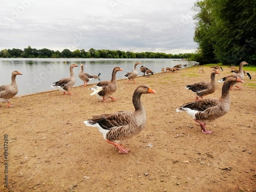 geese by the lake, kingsbury water park photo