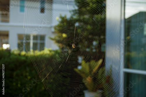 Selective focus on the spider holds on the web with blurred tree in background