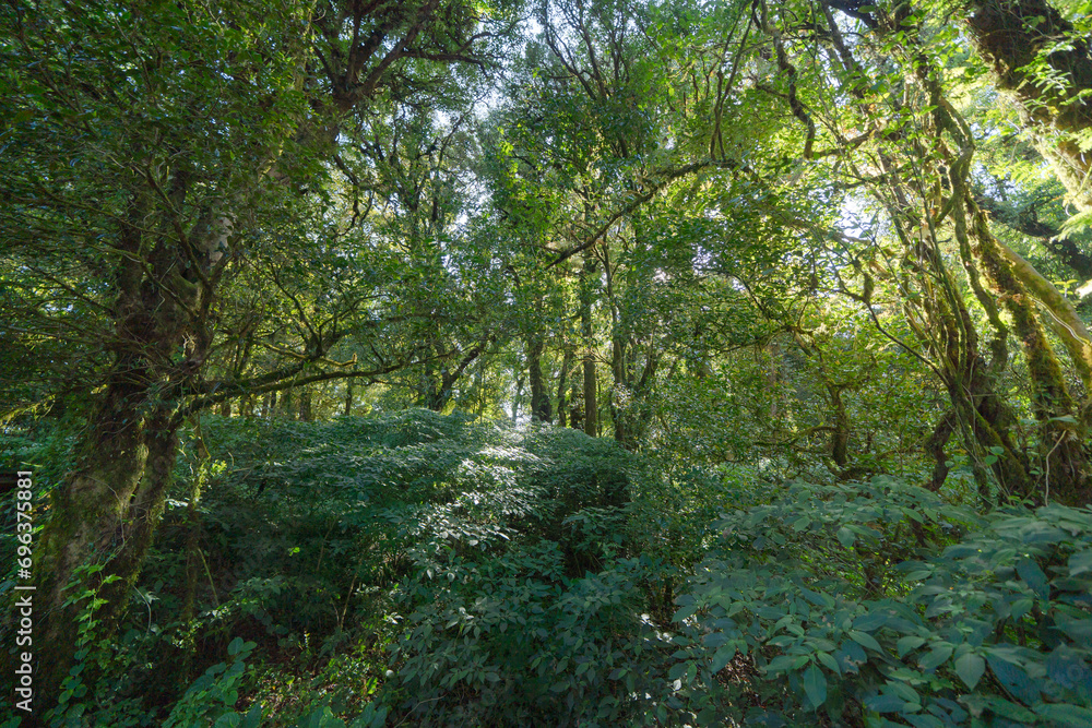 Tree tunnel in plantation, Thailand. Way through garden park in summer season. Nature landscape background.