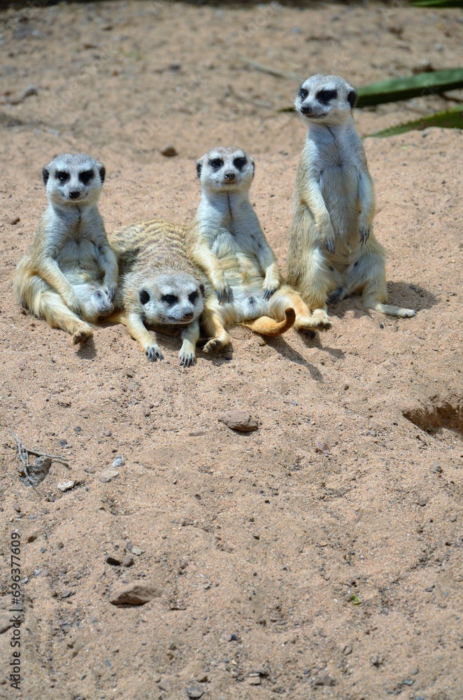Meerkat in the Jungle Park, Tenerife Meerkat in the Jungle Park, Tenerife
