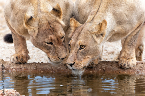 Lions drinking at the Nossob waterhole in Kgalagadi Transfrontier Park in South Africa photo