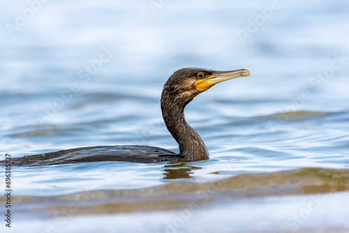 The great cormorant (Phalacrocorax carbo, black shag , kawau, great black cormorant, great cormorant) - a great black shorebird  © Hubert Schwarz