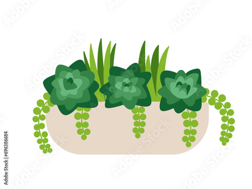 Succulent flowers in ceramic pot vector illustration. Echeveria and cacti plant