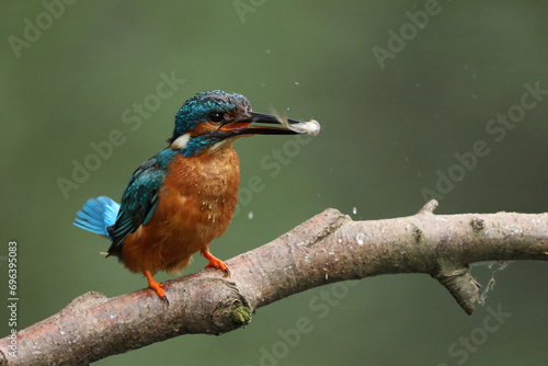 kingfisher with fish in beak sitting on branch