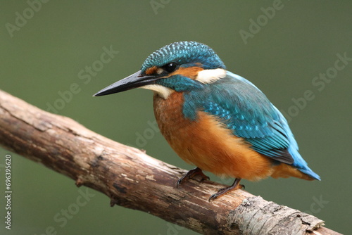 kingfisher chick on branch photo