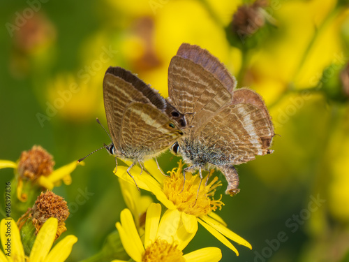 Wallpaper Mural Male Long-tailed Blue Butterfly Trying to Mate Torontodigital.ca