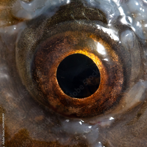 Close-up of the eye of a carp fish. Macro