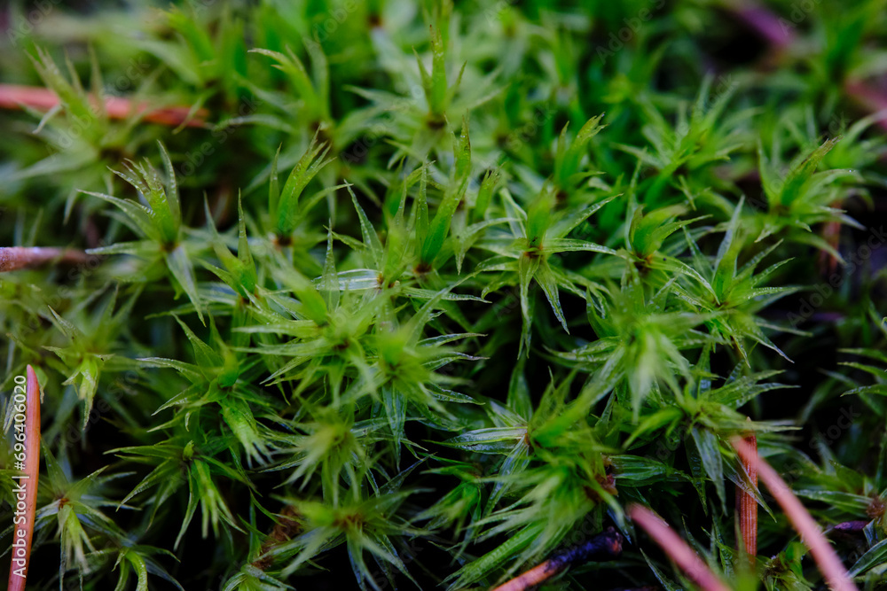 Green forest moss in closeup macro photograph. Green forest moss in closeup macro photograph.