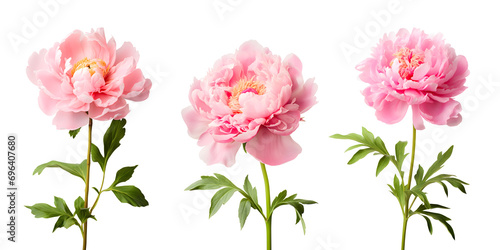 Isolated pink peonie flowers on white