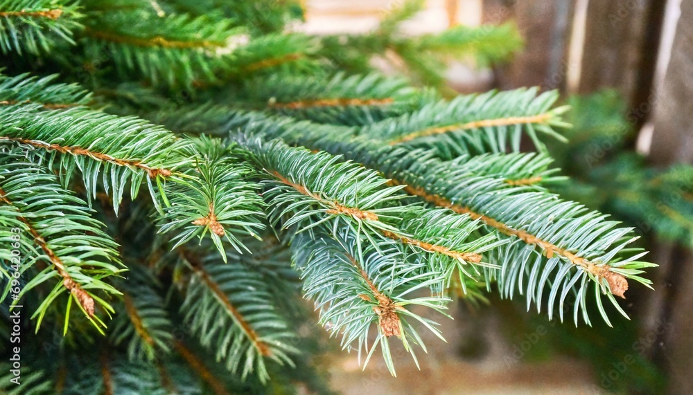 fir branch christmas tree christmas green spruce branch green fir tree branch object for christmas card packaging banner calendar