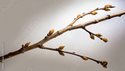 dry tree branch with buds on a white background