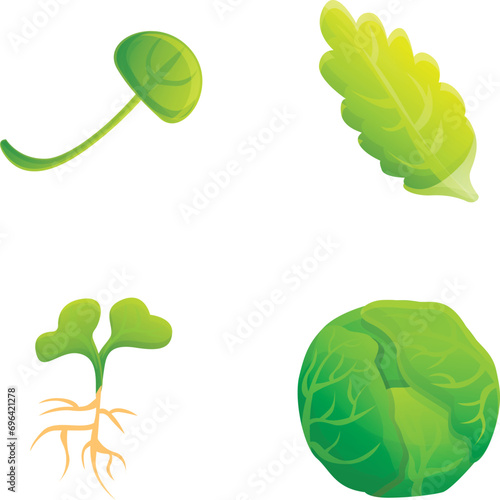Fresh cabbage icons set cartoon vector. Fresh chinese and white cabbage. Farm vegetable