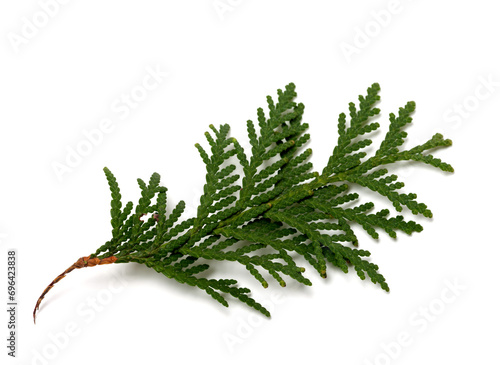 Branch of thuja isolated on white background