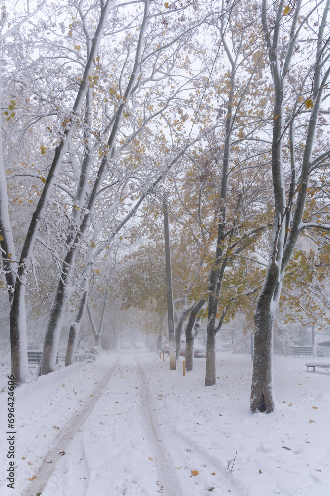 Fototapeta premium snow-covered winter road with trees