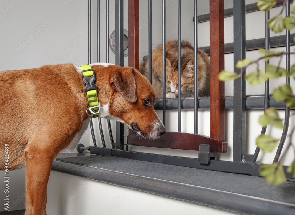 Dog and cat introduction with pet gate barrier. Face to face meeting of