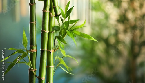 beautiful green bamboo stems on blurred background