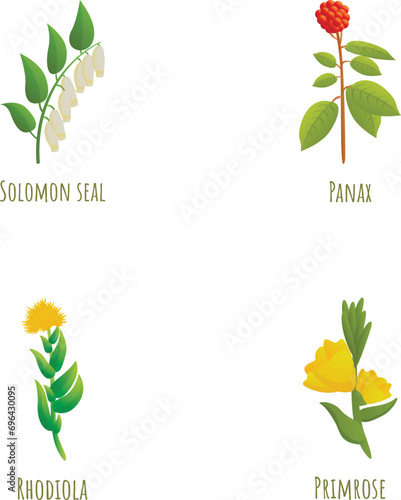 Medicinal plant icons set cartoon vector. Solomon seal, panax rhodiola primrose. Plant nature environment