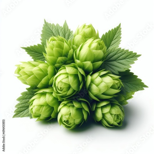 hop cones isolated on white 