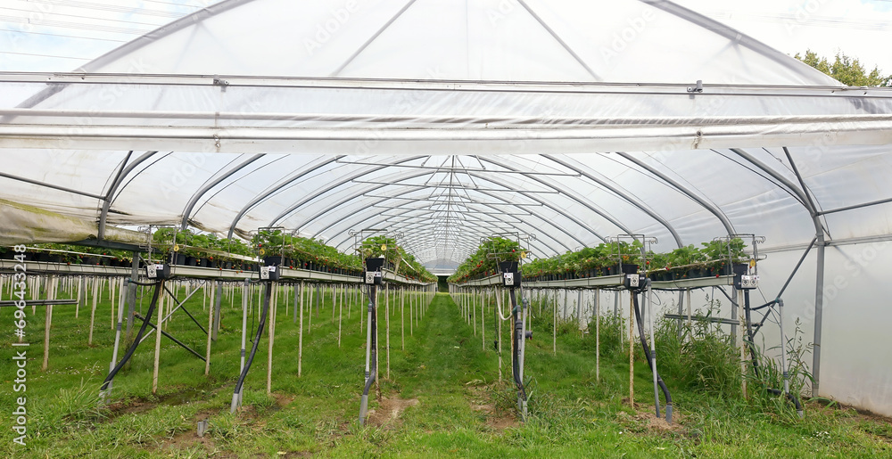 Growing strawberries in greenhouses in Germany. Growing strawberries in greenhouses in Germany.