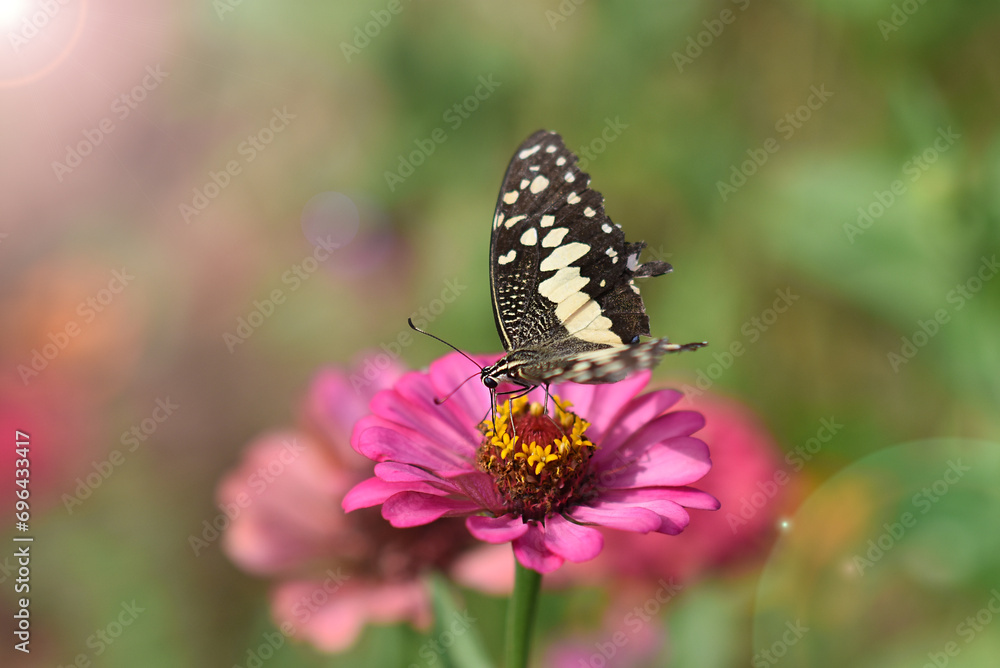 Butterflies and flowers refresh the morning, warm atmosphere, nature, happy all day. Butterflies and flowers refresh the morning, warm atmosphere, nature, happy all day.