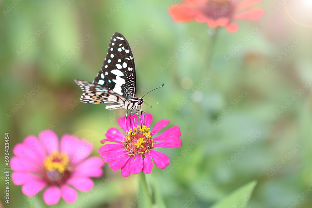 Butterflies and flowers refresh the morning, warm atmosphere, nature, happy all day. Butterflies and flowers refresh the morning, warm atmosphere, nature, happy all day.