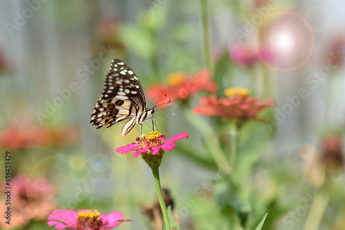 Butterflies and flowers refresh the morning, warm atmosphere, nature, happy all day.