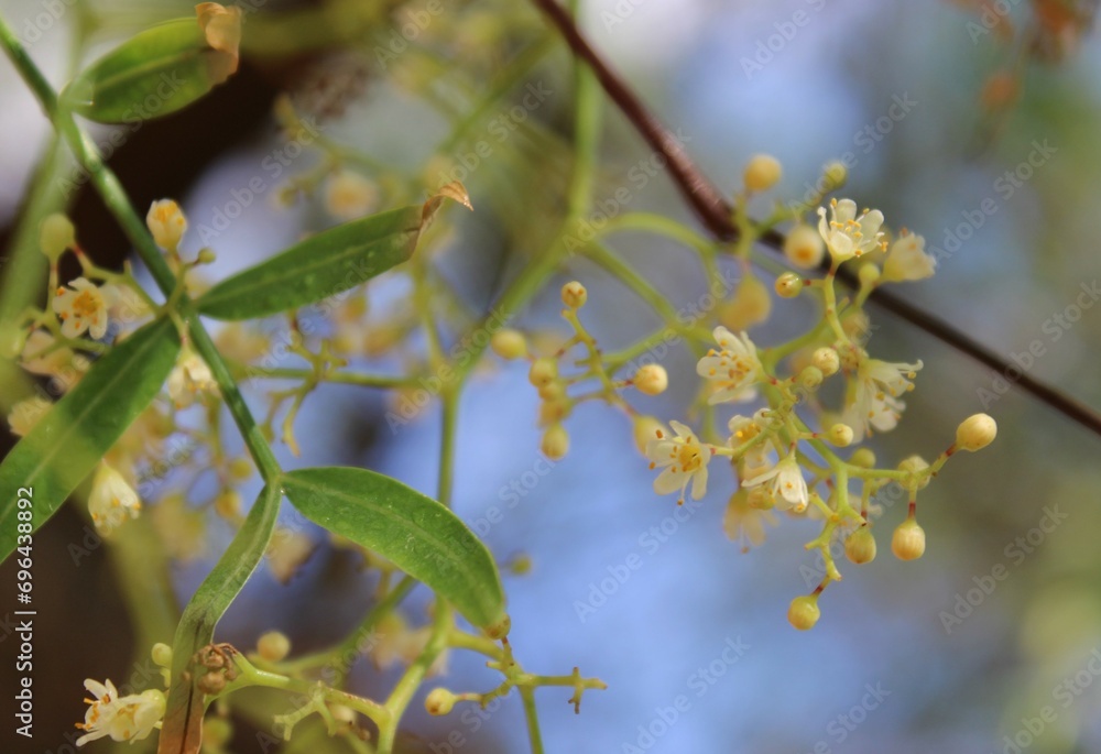 branches of delicate flowers blooming