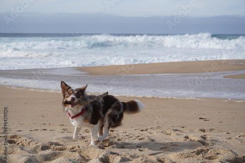 dog playing on the beach © Barbara Pedroso