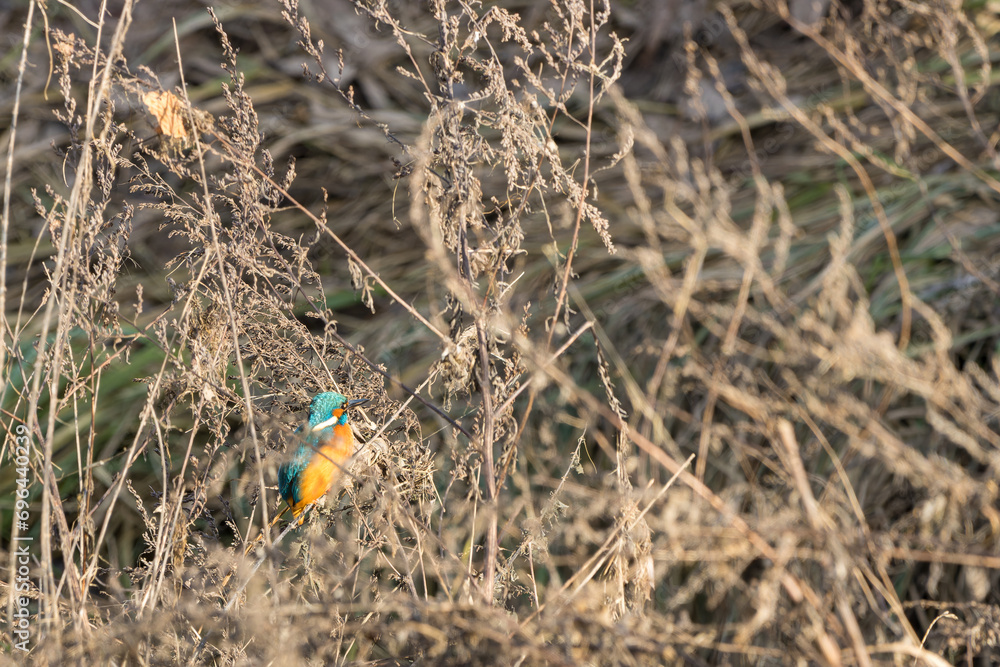 A kingfisher (Alcedo atthis) sits on a branch and waits for fish to eat. A kingfisher (Alcedo atthis) sits on a branch and waits for fish to eat.