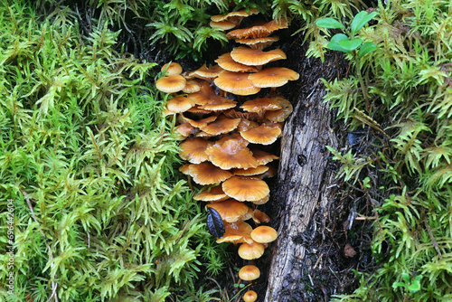 Pinewood gingertail, Xeromphalina campanella, also known as golden trumpet or the bell omphalina, wild mushroom from Finland photo