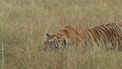 Royal Bengal tiger of Tadoba walking in stealth mode to hunt the prey photo