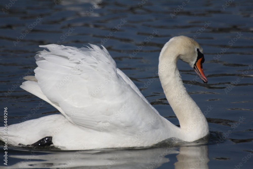 Graceful white swan glides serenely upon tranquil waters, embodying elegance and purity in its peaceful existence. Graceful white swan glides serenely upon tranquil waters, embodying elegance and purity in its peaceful existence.