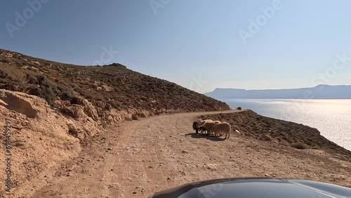 Dirt road to reach the Balos lagoon in Crete, Greece. Typical barren landscape with Cretan goats in the middle of the road living wildly. Outdoor living with a sea view. Goats crossing a street. photo