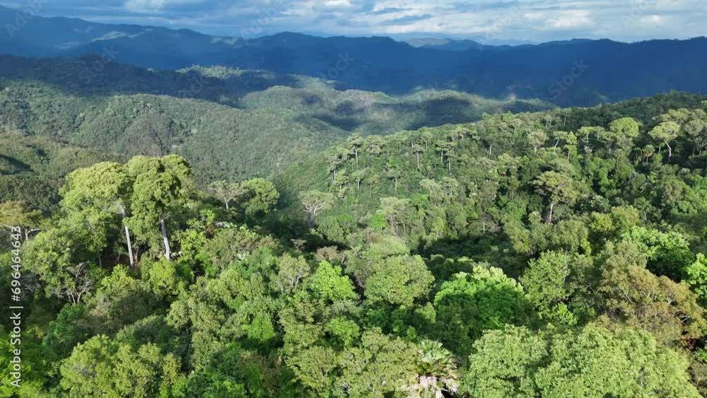 Aerial view of a forest full of large trees with a mountain backdrop. When there is beautiful light Forests in northern Thailand, Nan Province. Aerial view of a forest full of large trees with a mountain backdrop. When there is beautiful light Forests in northern Thailand, Nan Province.