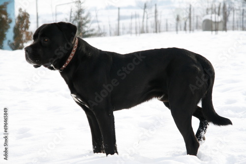 A Pit and Boxer Mix dog stands confidently in the pristine, white snow, its presence undeniably striking.
