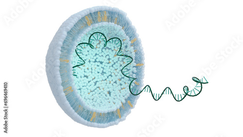 Obraz na plátne General structure of the mRNA vaccine, 3D illustration on transparent background