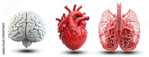 Collection of Brain, Heart, and Lungs Isolated on Transparent PNG Background photo