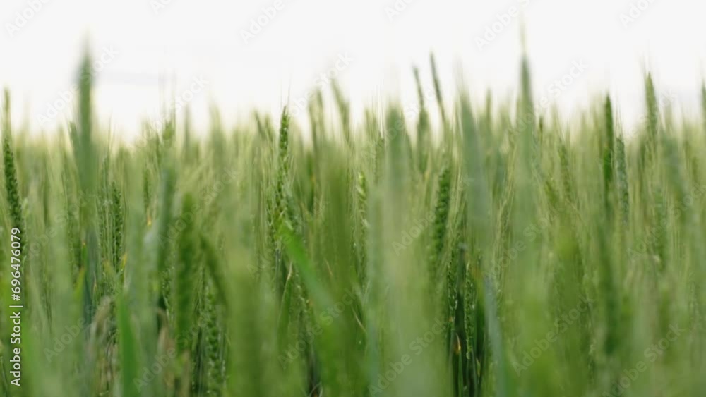 Ears of green wheat on the field, afternoon Ears of green wheat on the field, afternoon