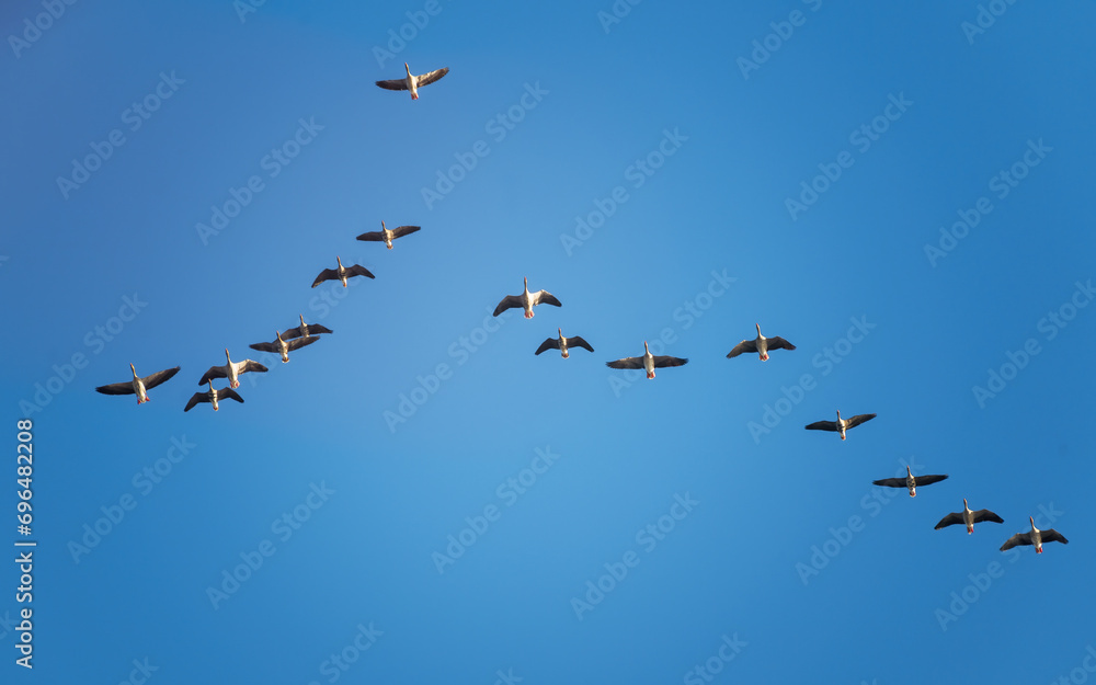 a flock of snow geese in a V-shaped formation flew overhead under clear blue sky on a sunny day