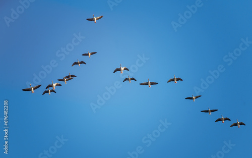 a flock of snow geese in a V-shaped formation flew overhead under clear blue sky on a sunny day © Ewald Fröch