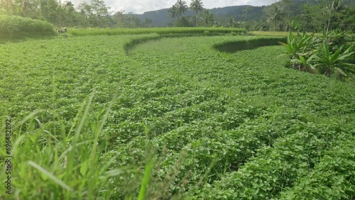 Sweet potato plants are thriving in soil, with a foreground of thatch grass photo