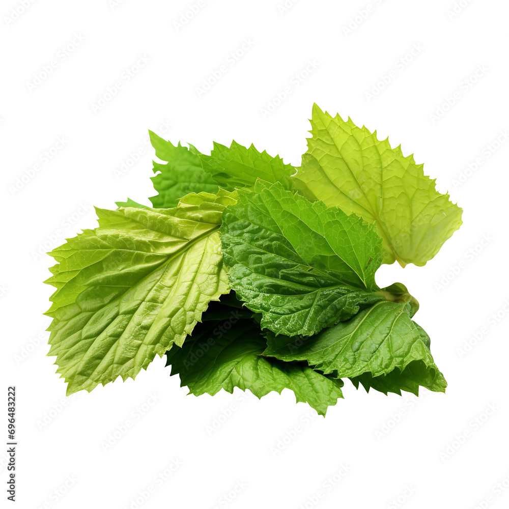 Natural and fresh Raspberry bush leaf isolated on transparent background
Natural and fresh Raspberry bush leaf isolated on transparent background