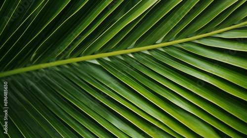 a close up image of coconut tree leaf