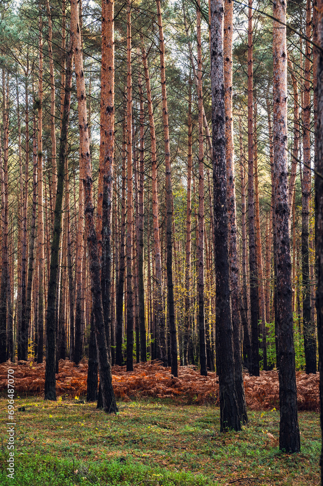 Fototapeta premium Złota Jesień