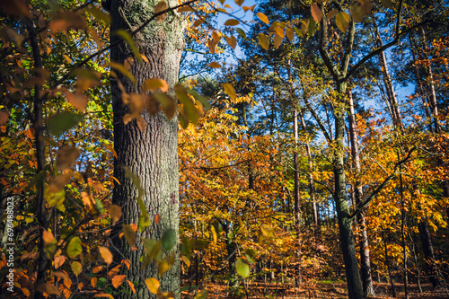 Fototapeta Naklejka Na Ścianę i Meble -  Złota Jesień